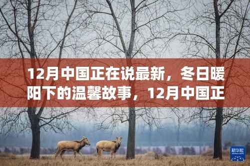 冬日暖阳下的温馨日常,12月中国最新故事分享