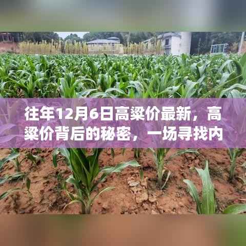 探寻高粱价背后的秘密，绿色之旅寻找内心平静的力量