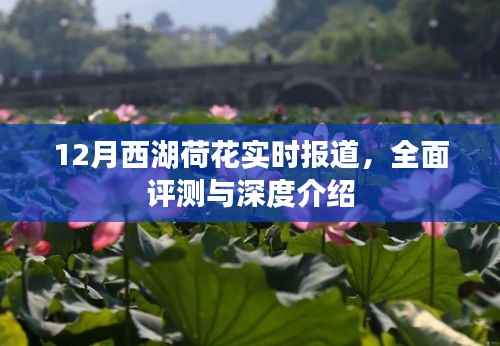 12月西湖荷花,实时报道、全面评测与深度介绍
