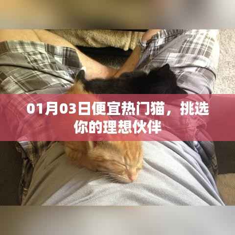 精选热门猫咪,新年超值优惠,理想伙伴等你挑!