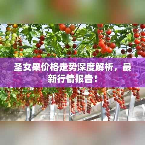 圣女果价格走势深度解析,最新行情报告!