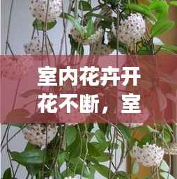 室内花卉开花不断,室内一直开花的植物