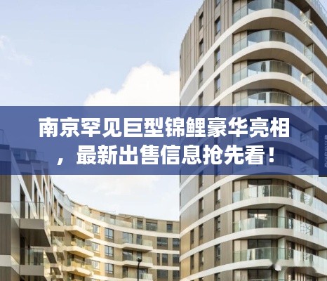 南京罕见巨型锦鲤豪华亮相,最新出售信息抢先看!