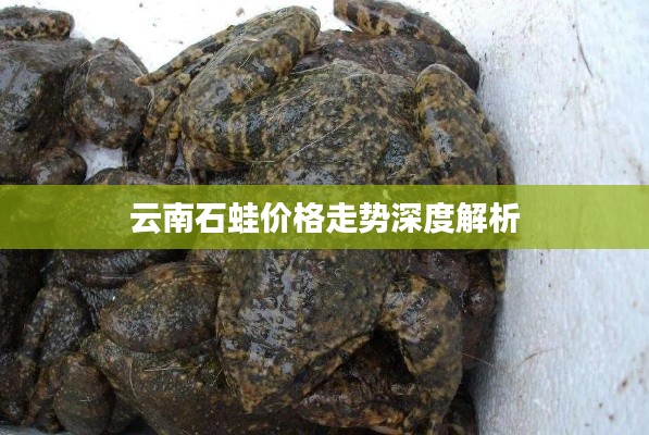 云南石蛙价格走势深度解析