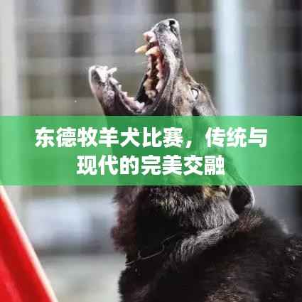 东德牧羊犬比赛,传统与现代的完美交融