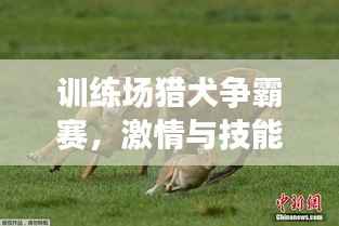 训练场猎犬争霸赛,激情与技能的极致碰撞