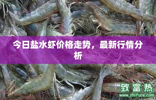 今日盐水虾价格走势,最新行情分析