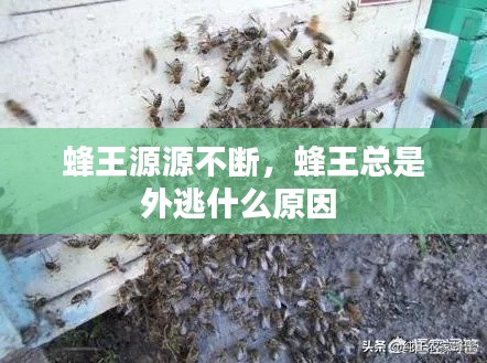蜂王源源不断,蜂王总是外逃什么原因