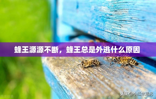 蜂王源源不断,蜂王总是外逃什么原因