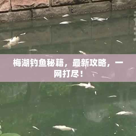 梅湖钓鱼秘籍，最新攻略，一网打尽！