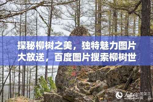 探秘柳树之美，独特魅力图片大放送，百度图片搜索柳树世界