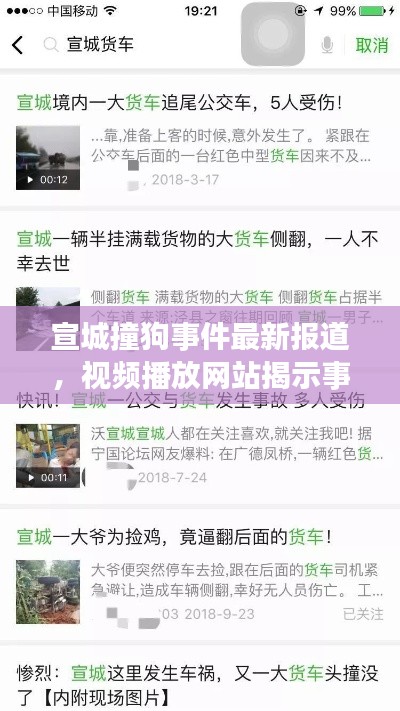 宣城撞狗事件最新报道，视频播放网站揭示事件进展